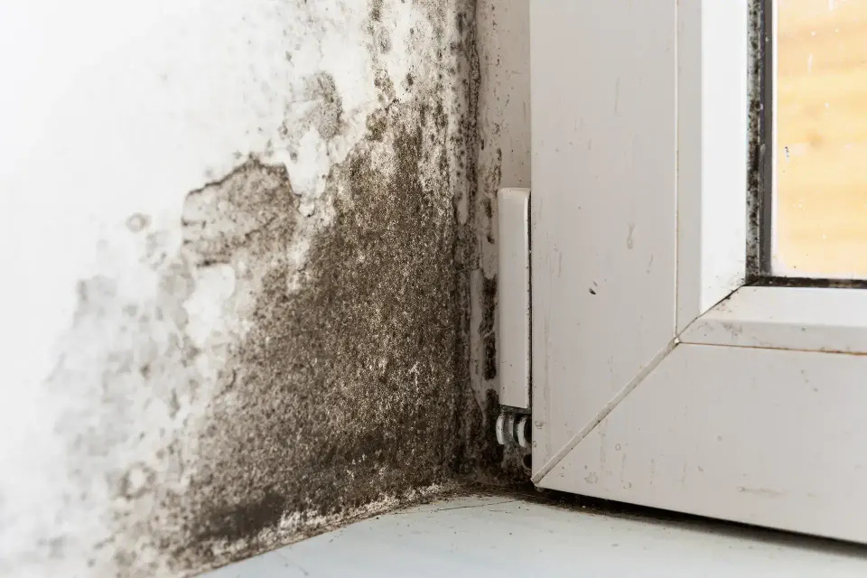 Water Damage Madison